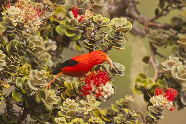 HI, Maui, Haleakala NP Iiwi bird on ohia bloom